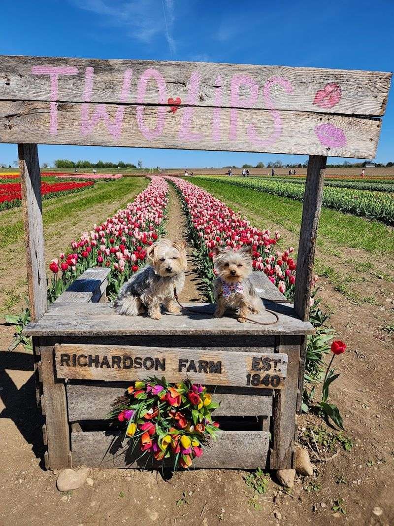 A Spring Grove Stop That Feels Like An Event