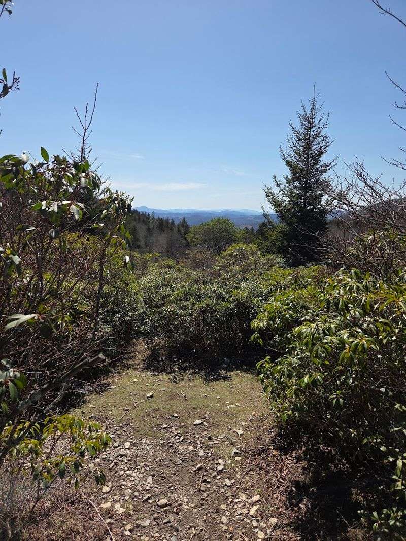 Rhododendron Trail: A Blooming Brilliant Hike