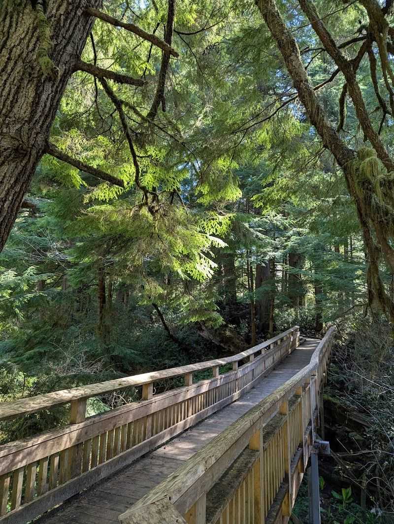 The Boardwalk Path Itself