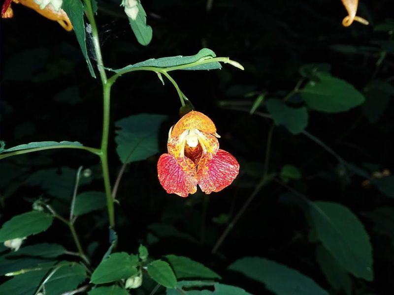 Completely Free and Easily Accessible From Two Towns