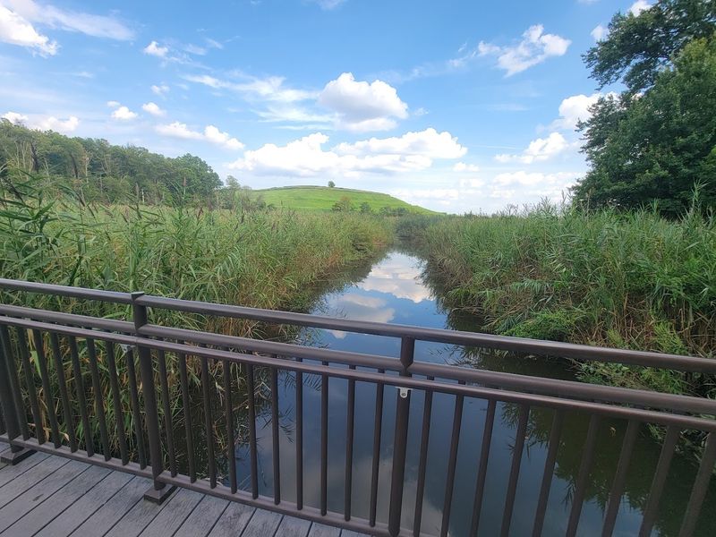 The Salt Marsh Ecosystem Up Close
