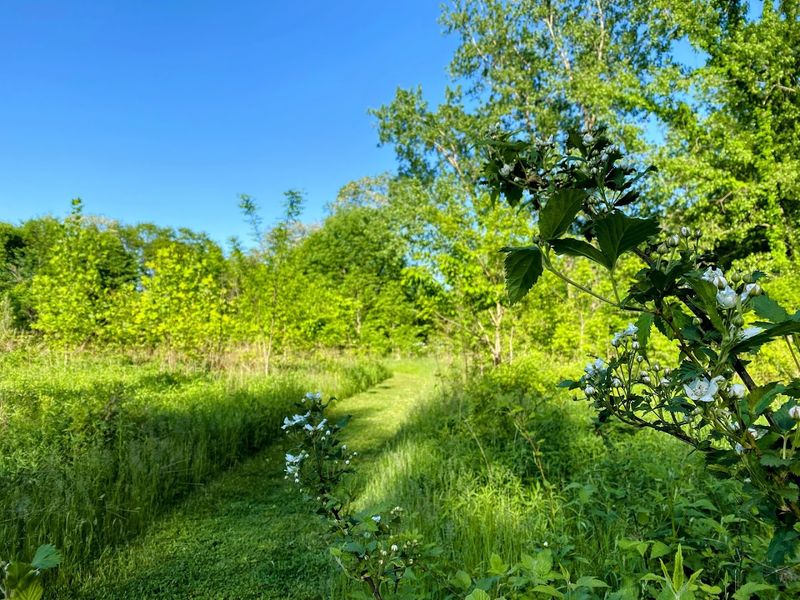 A Reforestation Project You Can Actually Watch Grow