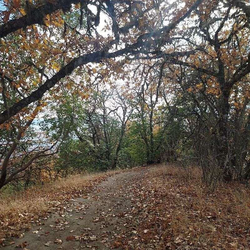 Trail Conditions and Surface Types