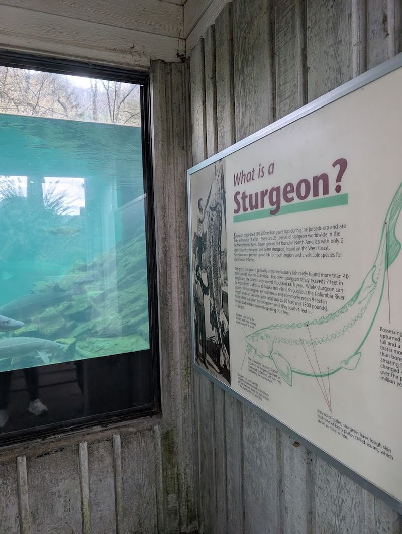 The Sasquatch Statue: A Quirky Photo Stop