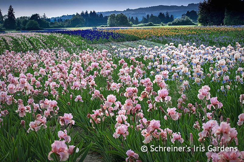 Schreiner's Iris Gardens, Salem, Oregon