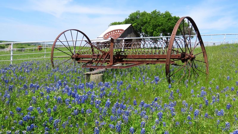 Ennis Bluebonnet Trails