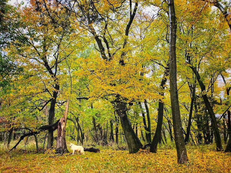 Camper Cabins: Rustic Comfort Deep in the Woods