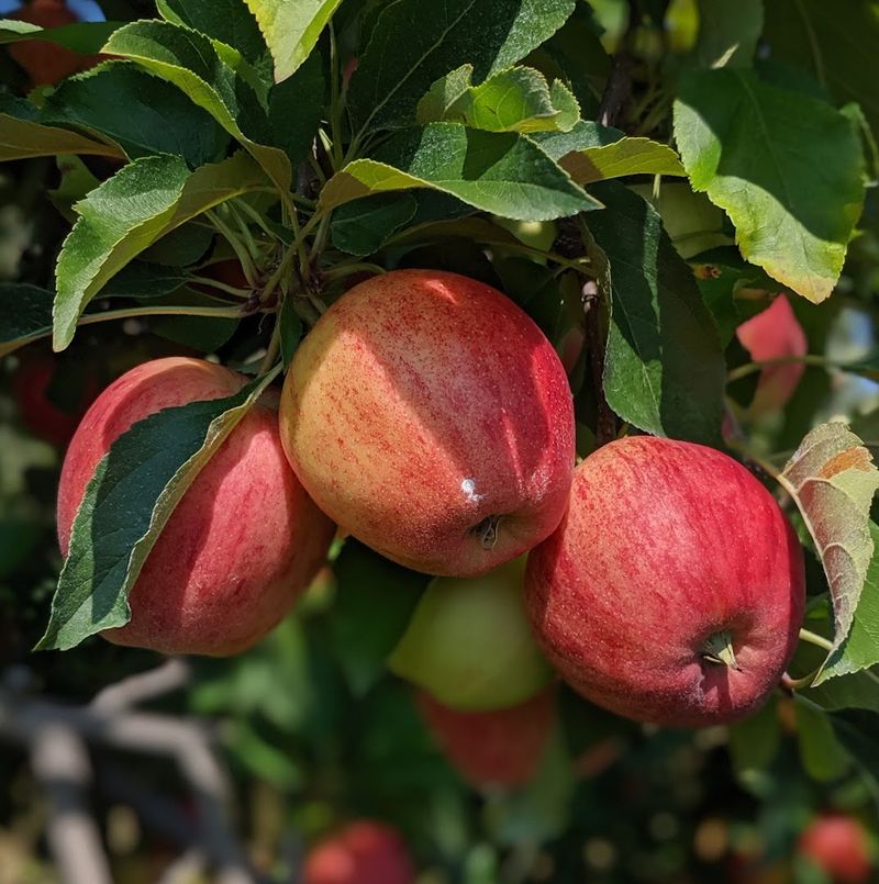 Apple Picking Season That Turns the Whole Farm Into Something Special