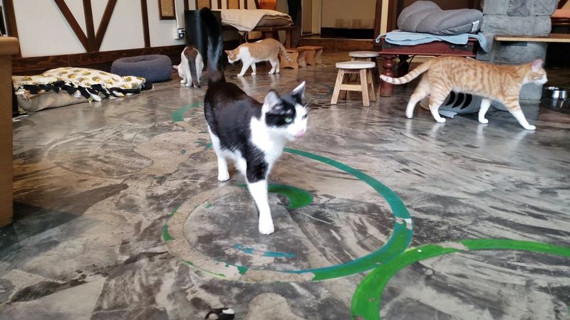 A Decade Of Kitties Finding Forever Homes