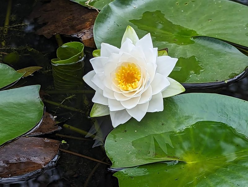 Ponds Full of Life That Will Stop You in Your Tracks