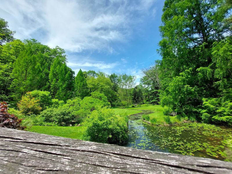 The Ponds: Lily Pads, Frogs, and Total Calm