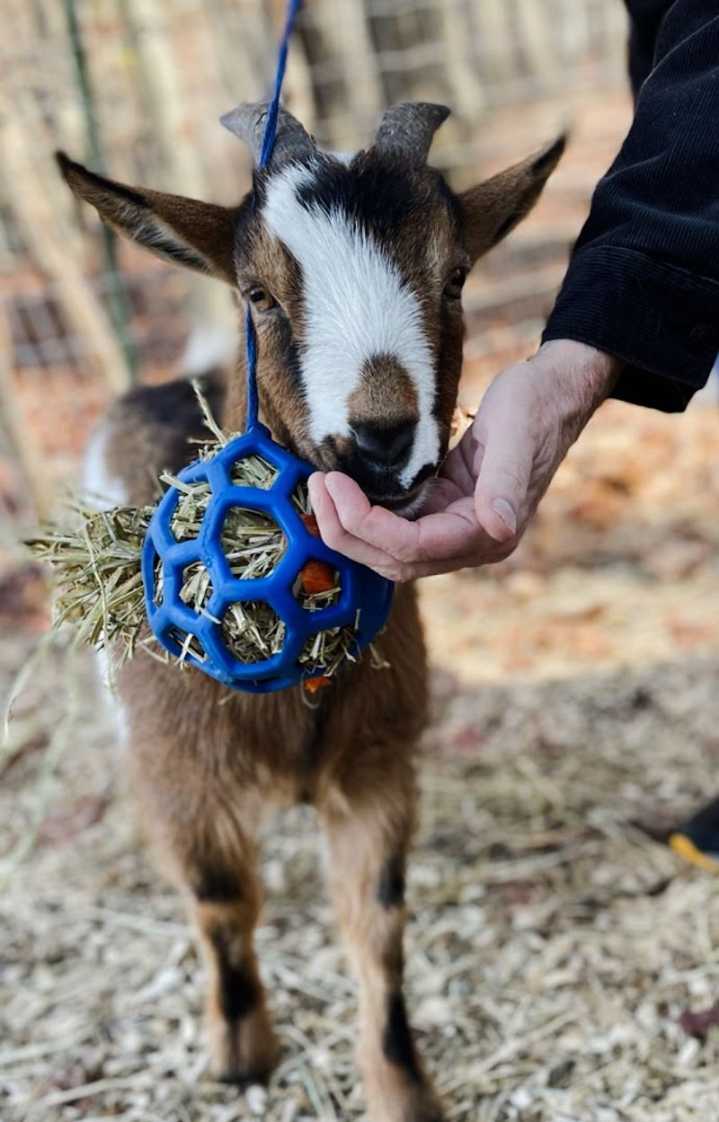Goats, Chickens, and a Farm Animal Atmosphere That Families Love