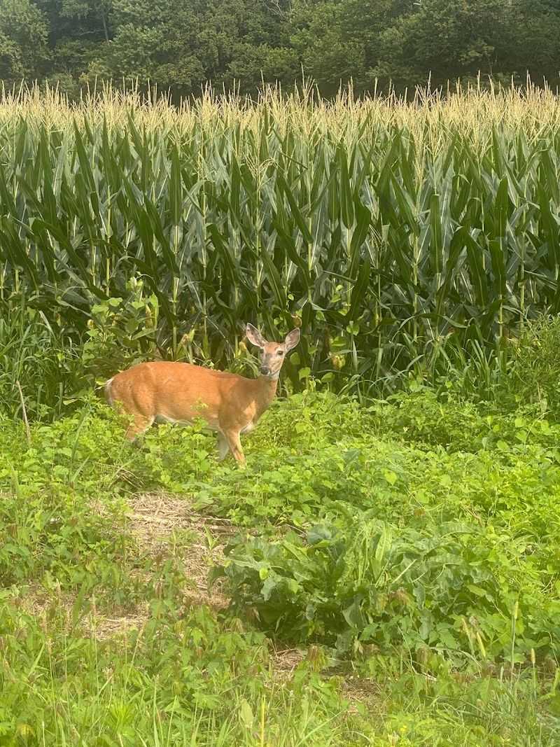 Hunting Seasons for Deer, Turkey, Waterfowl, and More