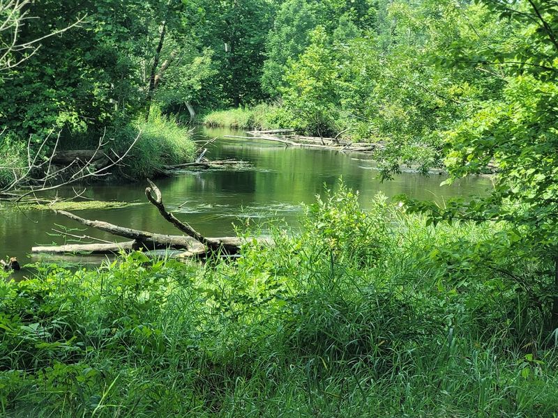 Road Birding and Accessible Hotspots for All Skill Levels