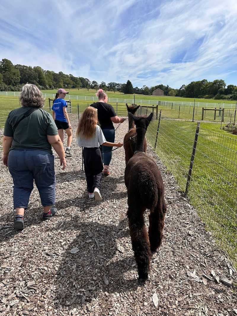 Picnic with the Alpacas
