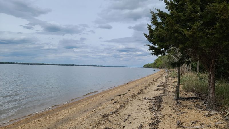 The Fossilized Shark Teeth You Can Actually Find on the Beach