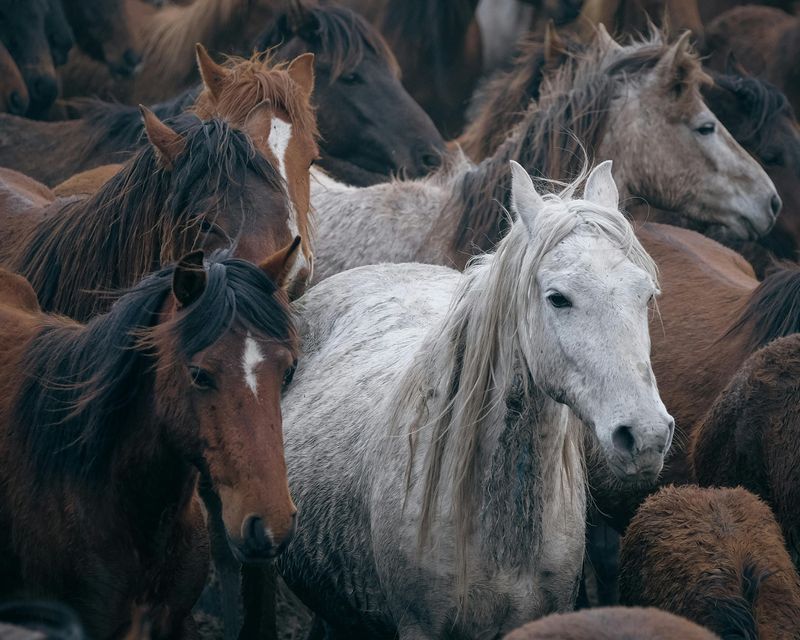 Wild Horses of the Ozark Valley