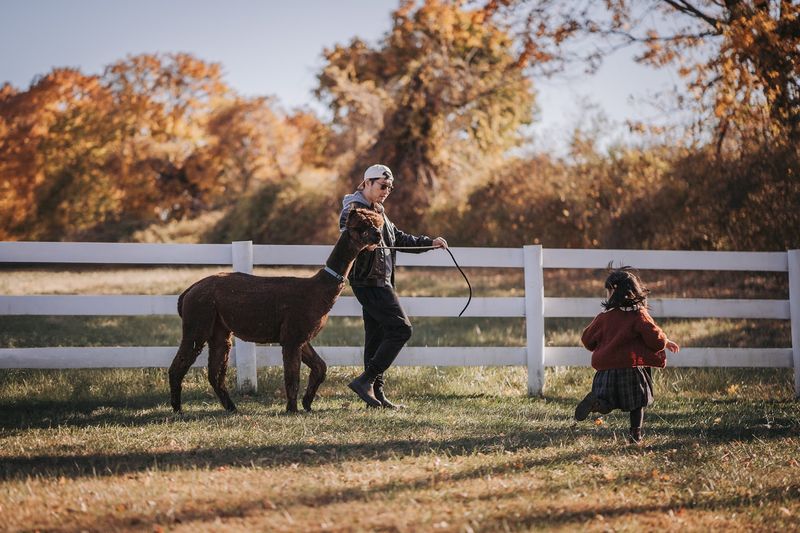 Walking an Alpaca on a Leash