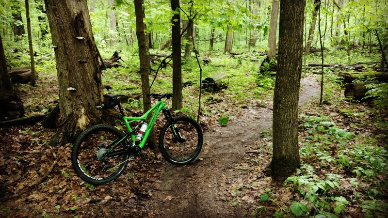 160 Acres of True Forest Immersion Inside South Bend