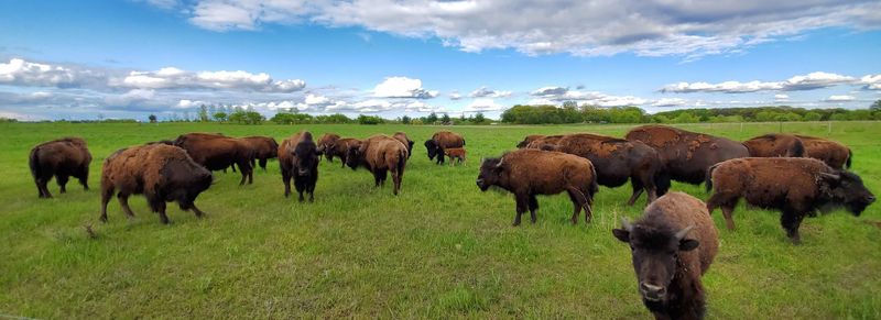 225 Acres of Native Prairie Land 225 Acres of Native Prairie Land
