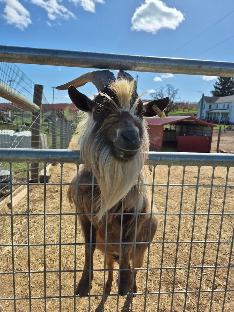A Barnyard Zoo and Playground That Kids Absolutely Love