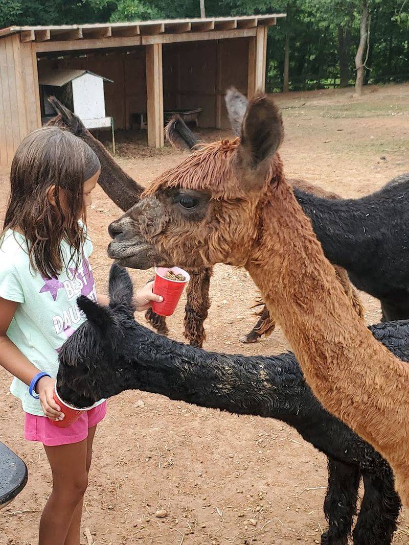 Meet the Suri Alpacas Up Close