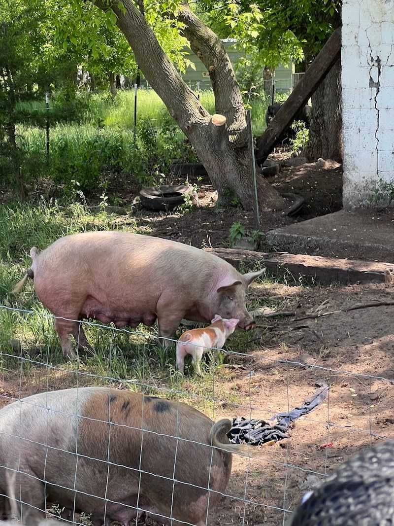 A Diverse Animal Community on the Farm A Diverse Animal Community on the Farm