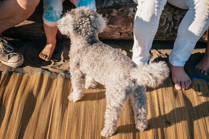 A Dog-Friendly Float That Welcomes the Whole Family