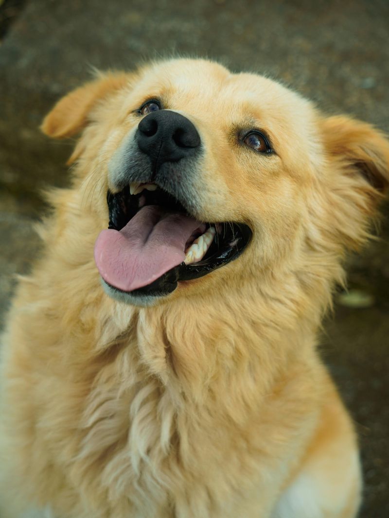 A Dog-Friendly Policy That Actually Means It