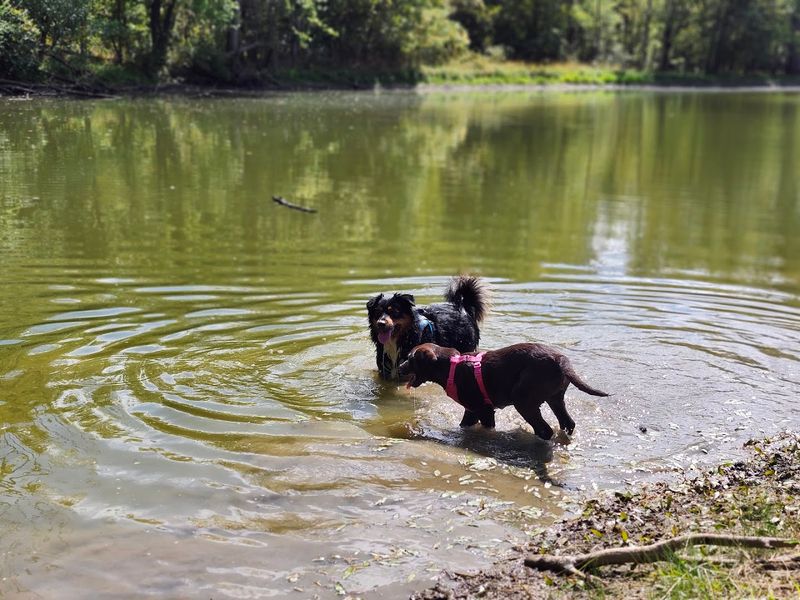 A Dog Park Worth Planning Your Whole Afternoon Around