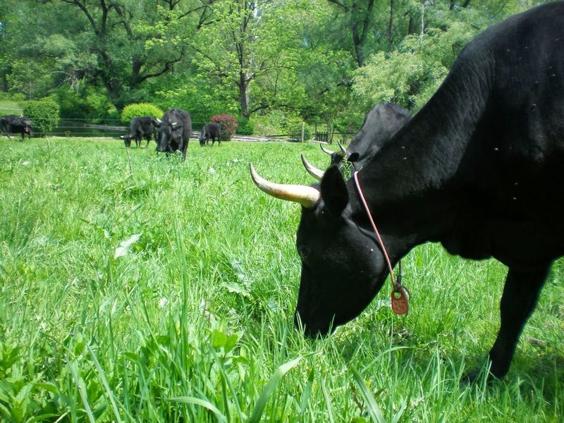 A Farm Built on Grass-Fed Principles and Regenerative Roots
