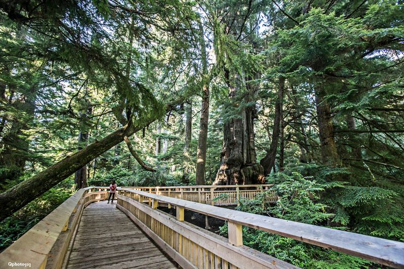 A Forest Hidden in Plain Sight Along Highway 101