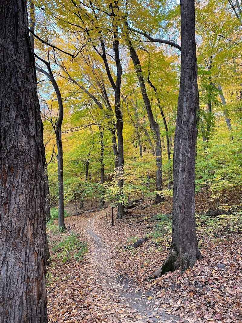 A Forest That Feels Genuinely Wild