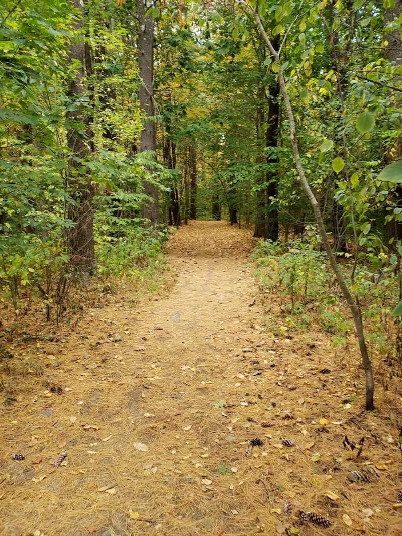 A Forest That Feels Like Another World