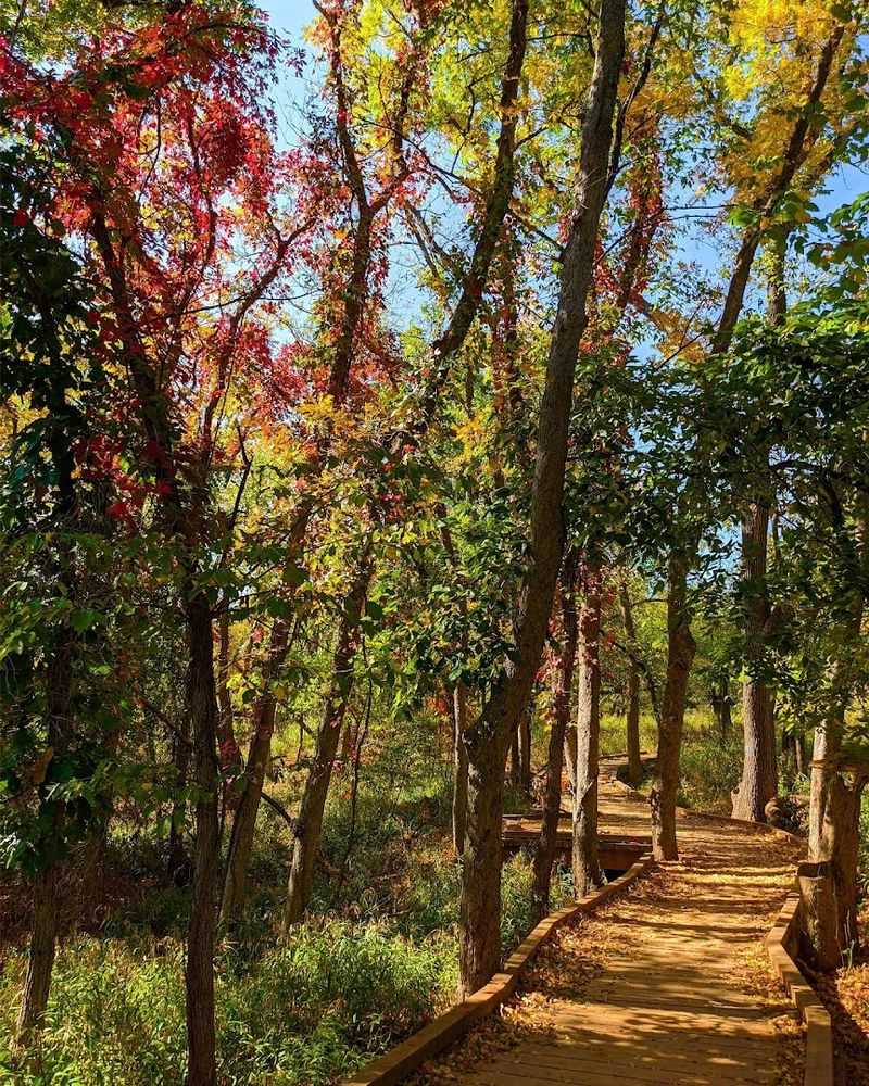 A Forest in the Heart of the City