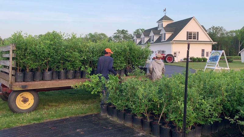 A Fourth-Generation Farm With Over 100 Years of Blueberry History