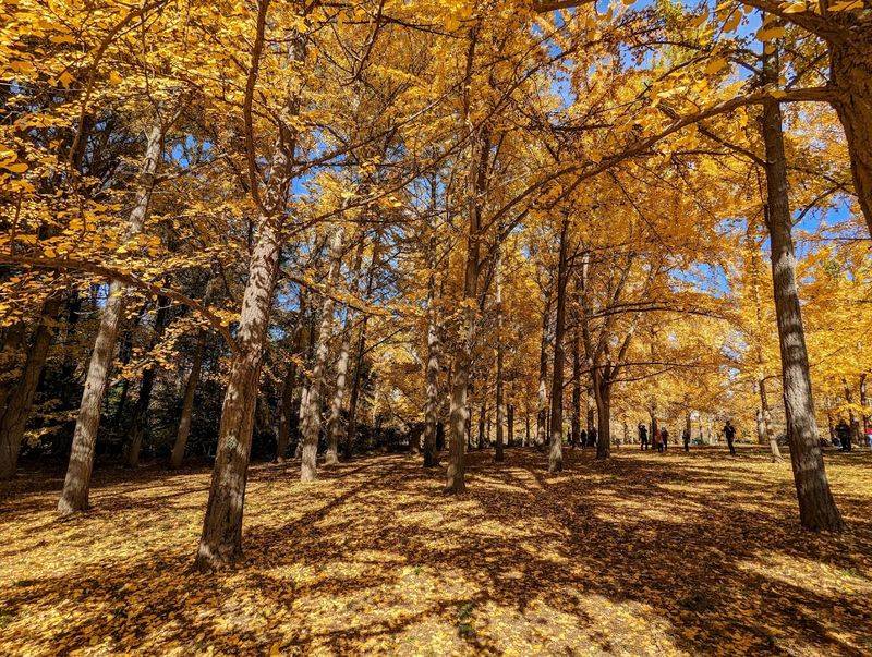 A Ginkgo Grove That Looks Like Liquid Gold A Ginkgo Grove That Looks Like Liquid Gold
