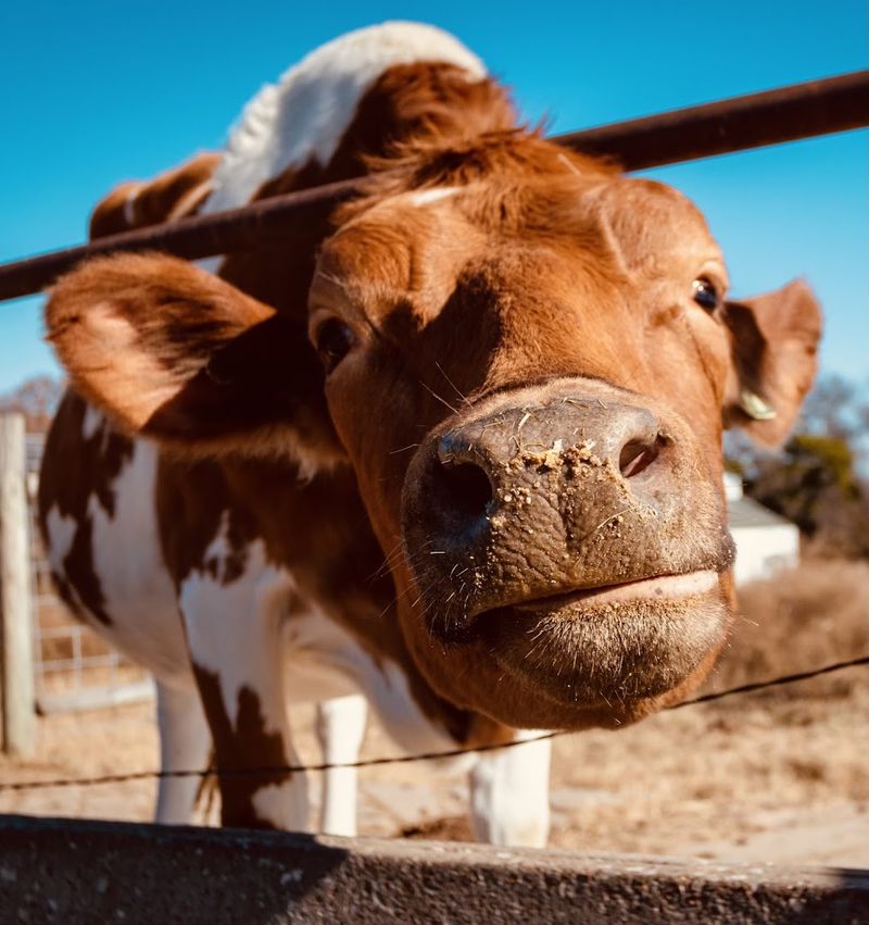 A Herd Split Between Plano and East Texas