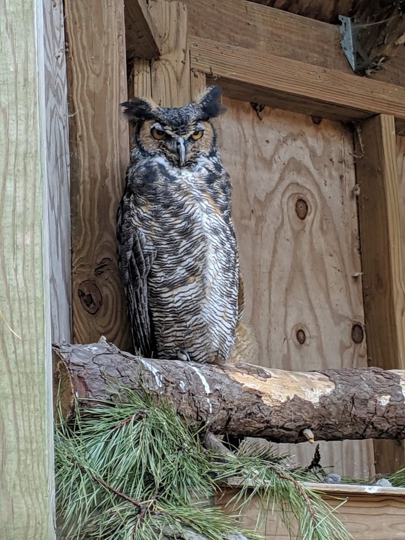 A Legacy Built on One Injured Owl