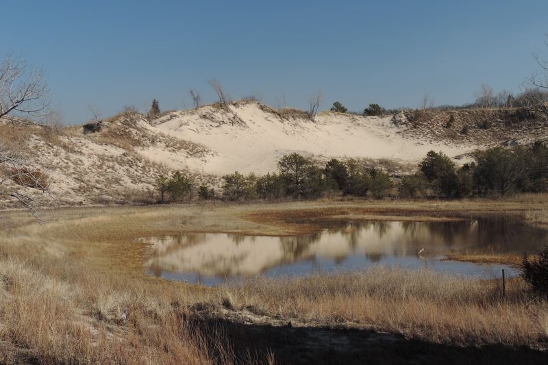 A Living Classroom On Dune Ecology And Plant Succession