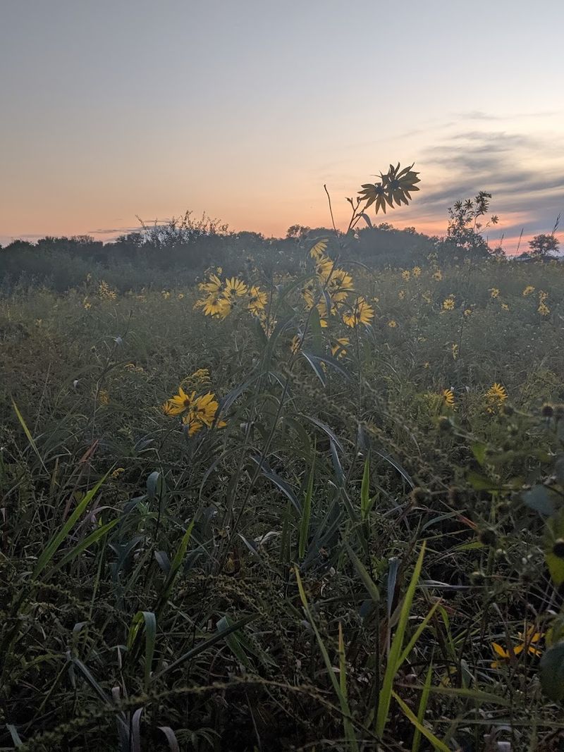A Refuge Saved From Development Through Conservation Efforts