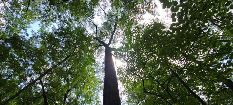 A Living Relic: The Rare Urban Old-Growth Forest
