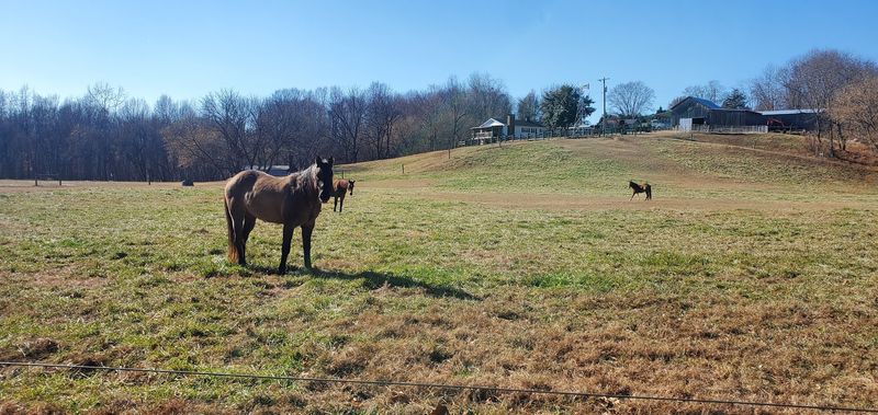 A Morning Walk On The Emily B. Taylor Greenway