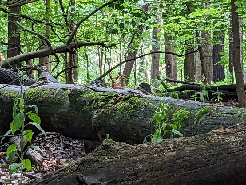 A Nature Preserve With a Surprisingly Deep History