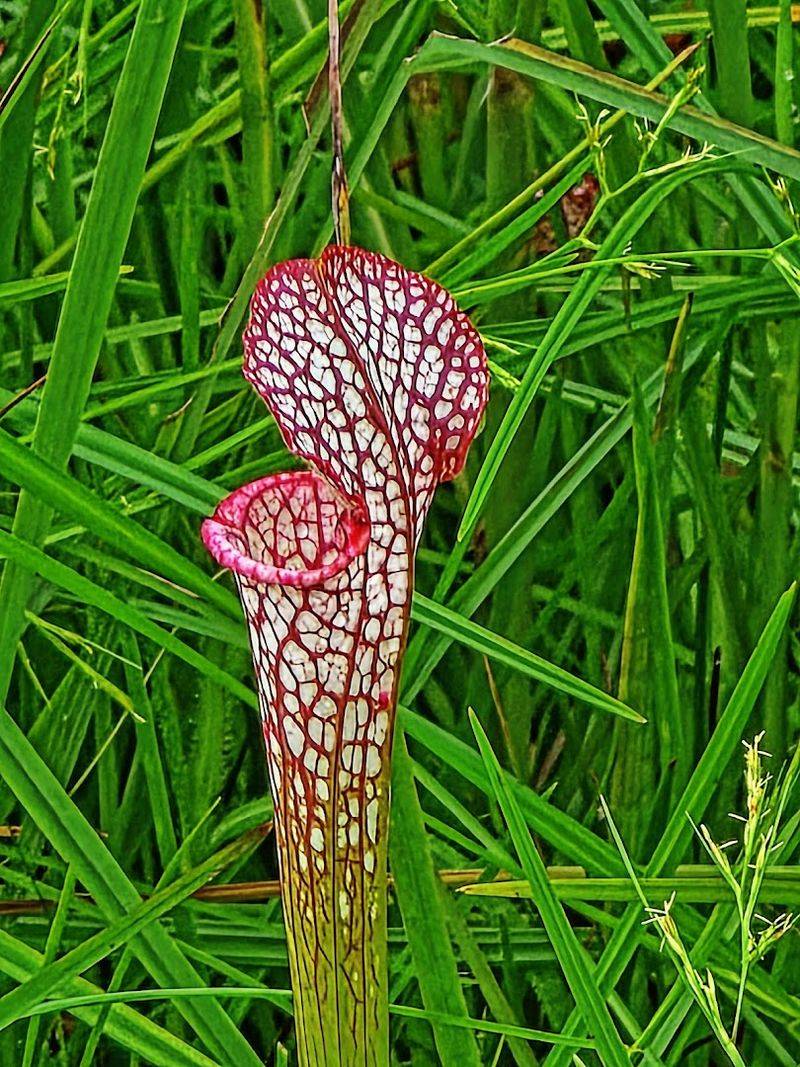 A Pitcher Plant Bog Unlike Anything You Have Seen Before