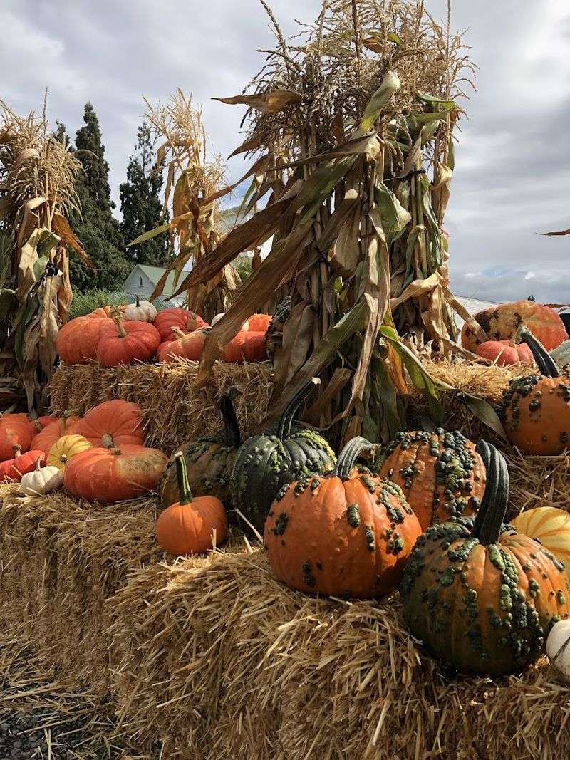 A Pumpkin Patch That Feels Like the Real Thing