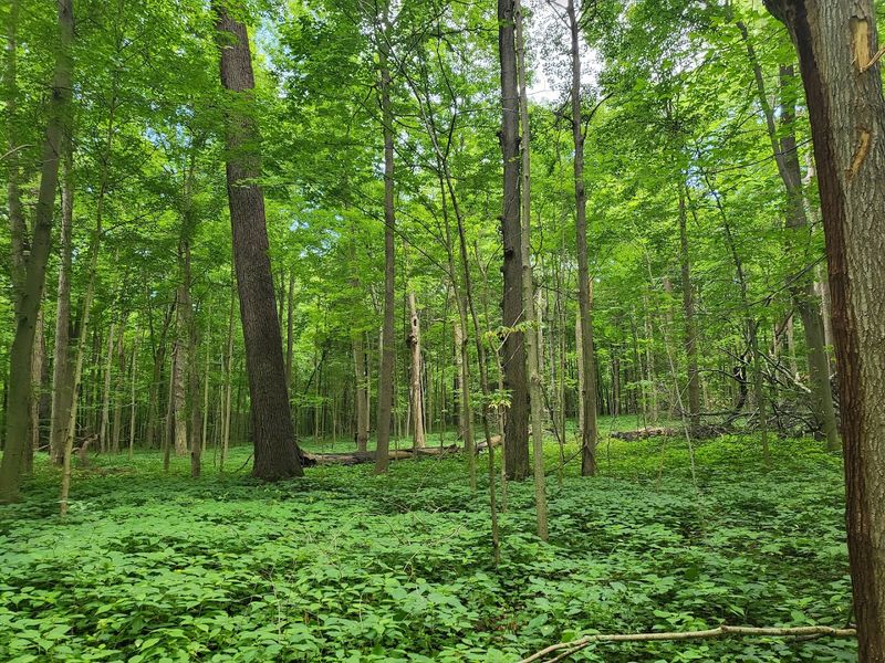 A Rare Old-Growth Forest That Indiana Almost Lost Forever