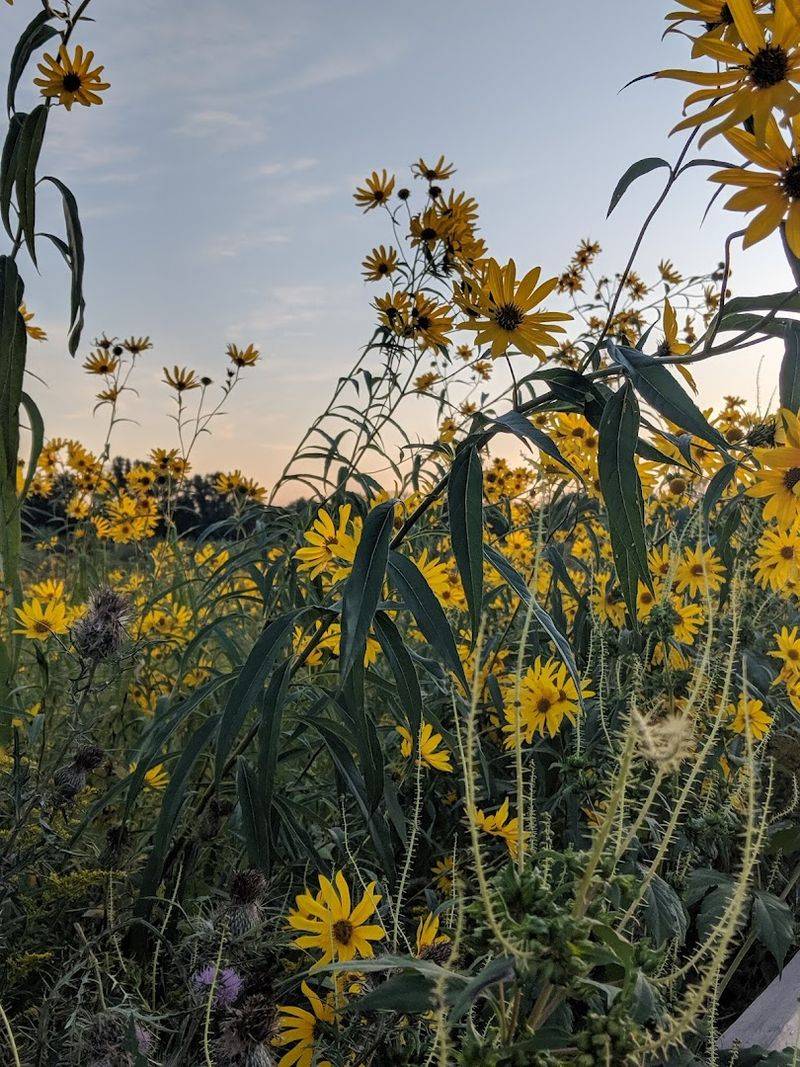 Wildflowers That Bloom In Spectacular Seasonal Displays