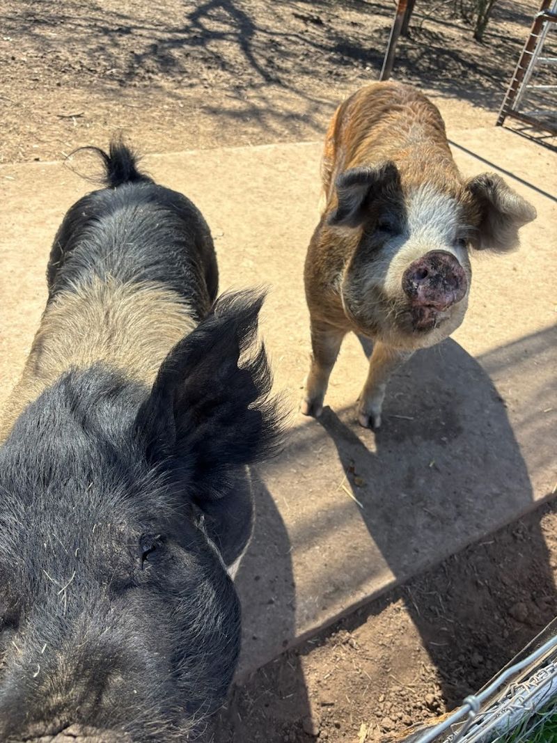Pigs With Personalities That Will Surprise You