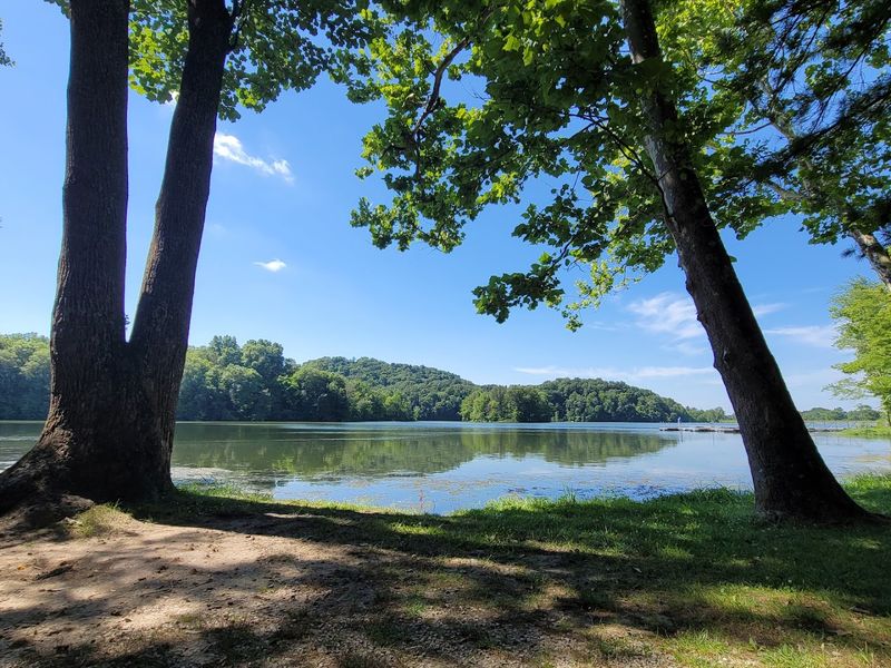 A Sandy Beach Wrapped in Forest Silence